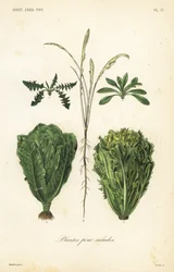 Salad plants