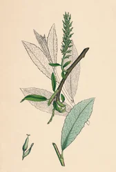 Tea-leaved Sallow, var. a.
