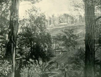Scene at Upper Gembrook, Victoria