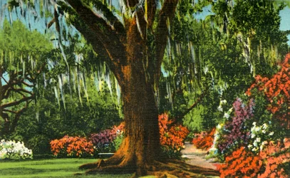 Scene in Magnolia Gardens, near Charleston, S.C.