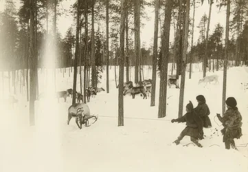 Sweden. Lapps (Sami) Catching a Reindeer