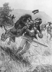 Scottish Missionary and Explorer David Livingstone Being Attacked by a Lion, Africa