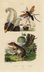 Sea Pen, Spider Wasp, and Long-nosed Bandicoot