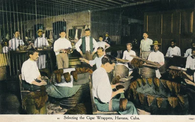 Selecting the Cigar Wrappers, Havana, Cuba, c1910