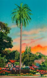 Serra Palm. The First Palm Tree in California, c1941