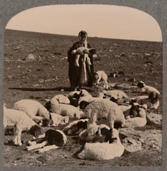 Shepherd and Flock, c1900