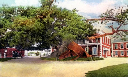 Silk Cotton Tree, Nassau, New Providence, Bahamas, 1900s