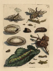 Silkworm moth, Bombyx mori, caterpillar and pupa with mulberry leaf, Morus alba