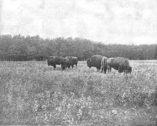 Silver Heights, Winnipeg, Canada, c1900