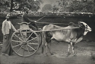 Singhalese Ox Cart
