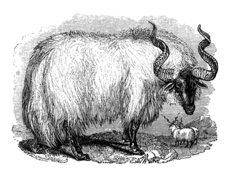 Spanish Sheep, 1848