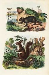 Spiny tree-rat, Echimys chrysurus, and Eurasian red squirrel, Sciurus vulgaris