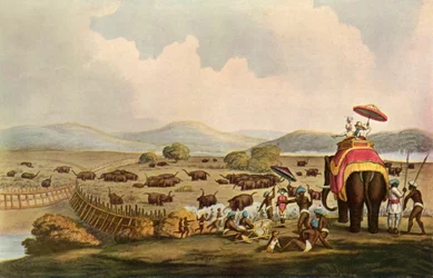 Sport in India - Driving Elephants Into A Keddah