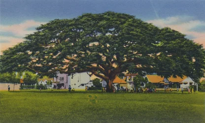 Spreading Samoan Tree, Trinidad, B.W.I.