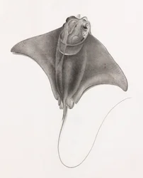 Stingray (close up view from top)
