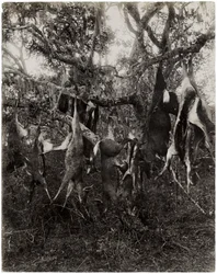 Strange fruit
