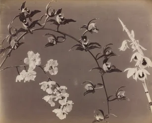 Study of Orchids