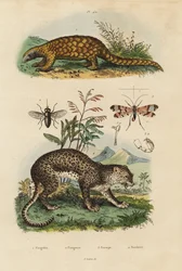 Sunda pangolin, Manis javanica, critically endangered, leopard, Panthera pardus, horse fly, Tabanus rostratus, scorpion fly, Panorpa communis