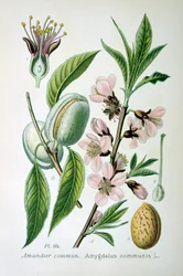 Sweet Almond