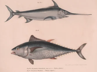 Swordfish Hiphias Gladius, Thinnus Bulgaris