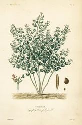Syrian bean-caper