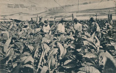 Shade grown Tobacco - Cuba