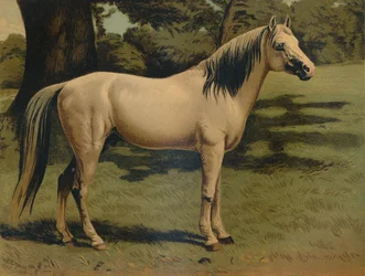 The Arab Pony Charger of General Sir Hope Grant, c1879