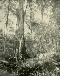 The Baron, a Noted Tall Tree