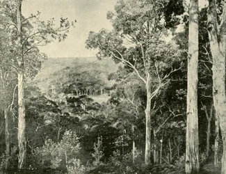 The Blue Mountains