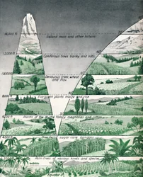 The Different Zones of Vegetation