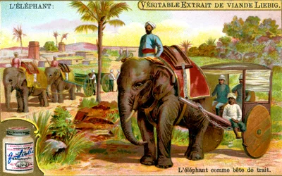 The Elephant as Draught Animal, c1900