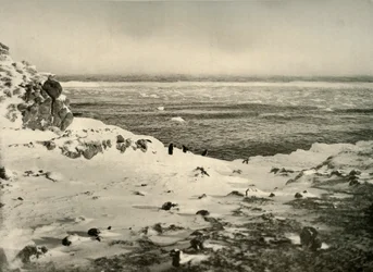 The Last of the Penguins Just Before Their Migration in March