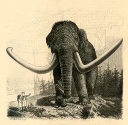 The Mammoth of St. Petersburg, 1883