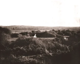 The New Forest, Hampshire