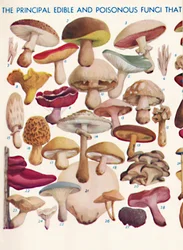 The Principal Edible and Poisonous Fungi In The British Isles