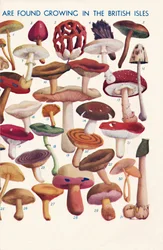 The Principal Edible and Poisonous Fungi In The British Isles, 1935