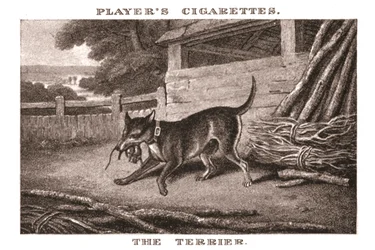 The Terrier