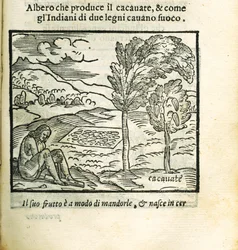 The Cocoa Tree. From Historia del Mondo Nuovo by Girolamo Benzoni