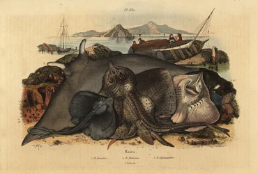 Thornback ray, Raja clavata, Lusitanian cownose ray, Rhinoptera marginata, and giant devil ray, Mobula mobular, endangered