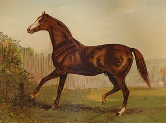 Thoroughbred Sire Blair Athol, Winner of the Derby & St Leger