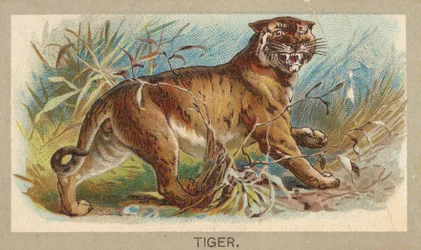 Tiger, from the Animals of the World series T180, issued by Abdul Cigarettes