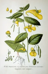Touch-me-not Balsam
