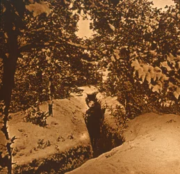 Trenches Under Fir Trees