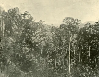 Tropical Scrubs, Blackall Range, Queensland