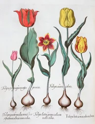 Tulips