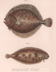 Turbot, Rhombus maximus, Common Sole Solea vulgaris