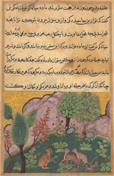 Tales of a Parrot, Tale XXIX