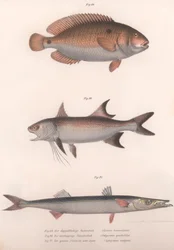 Two-spot Bimaculus, African Redfin, Common Barracuda