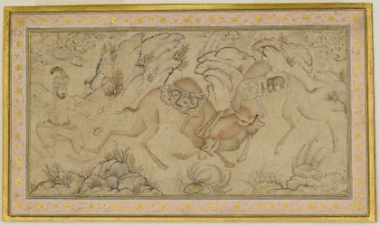 Two Camels Fighting