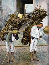 Two men carrying bundles of wood on their backs, Mexico
